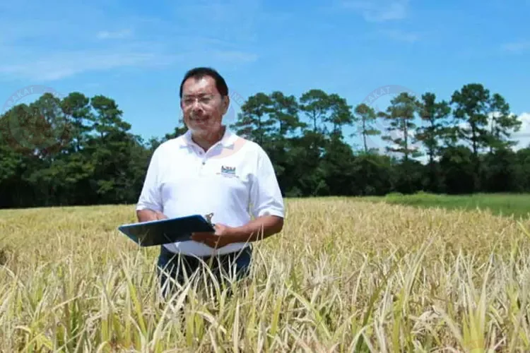 Indonesischer Durchbruch: Cahokia Rice, der weltweit erste proteinreiche Reis